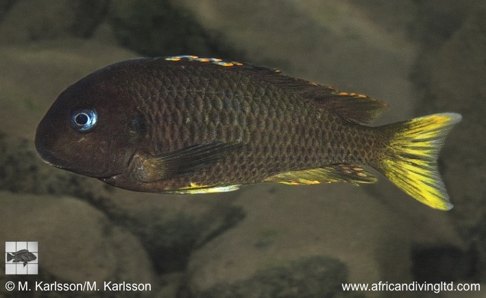 Tropheus sp. 'crescentic' Kungwe Point (Kushangaza)
